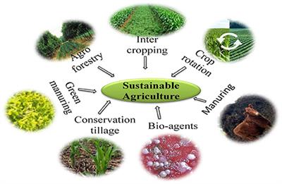 Microbiome as a Key Player in Sustainable Agriculture and Human Health